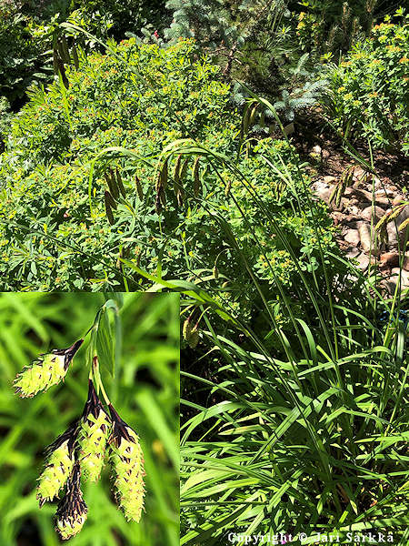 Carex pendula 'Majken', nuokkusara